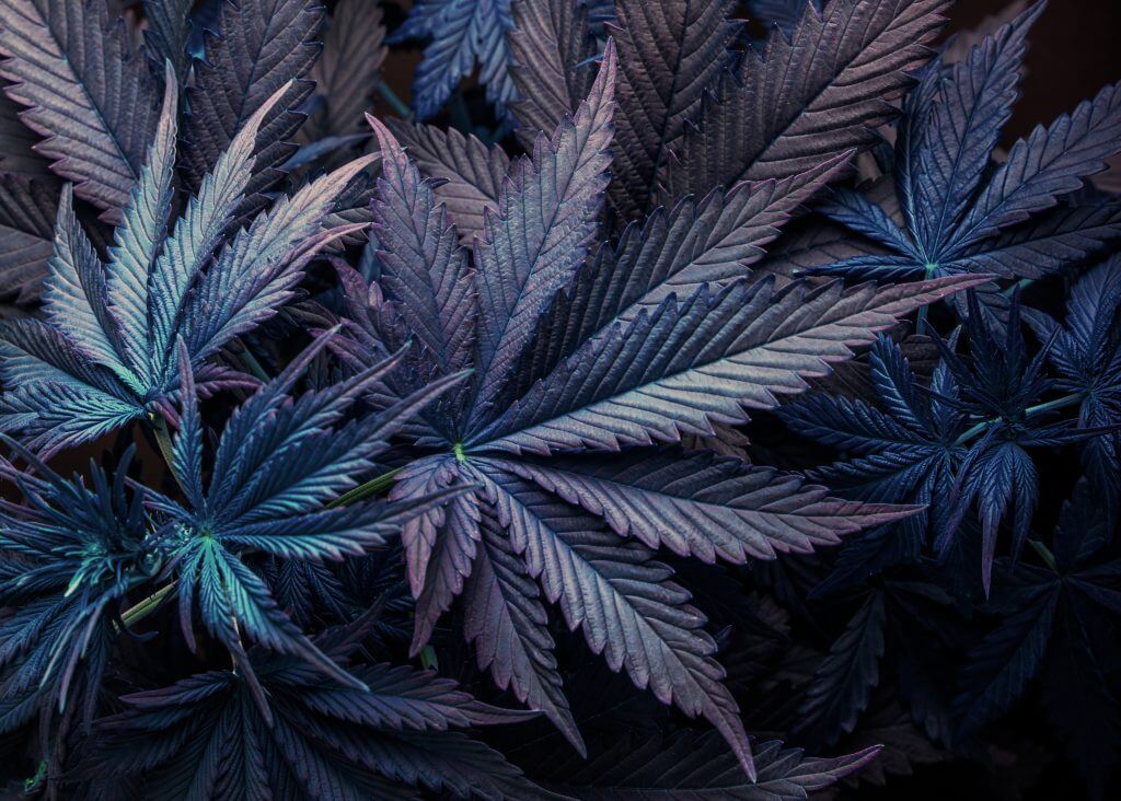 Purple and blue cannabis plant