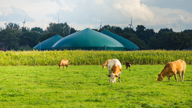 cows in field